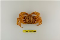 藏品(拉氏清溪蟹)的圖片